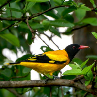 Black-hooded Oriole